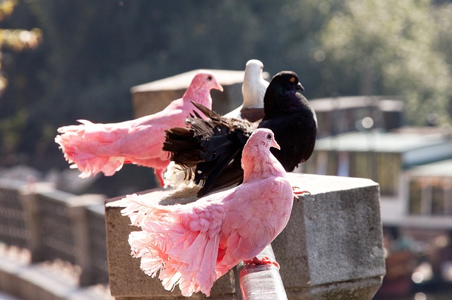 而彼此间的 而彼此间的