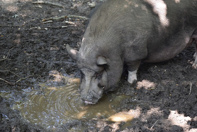 火箭39分狂胜爵士！申京封神，格林爆发，范弗利特遭遇“假巨头”指责.
